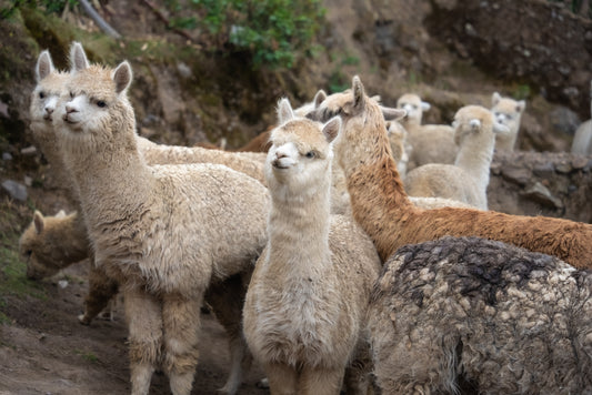アルパカルームシューズに使用されるアルパカ牧場へ訪れました。